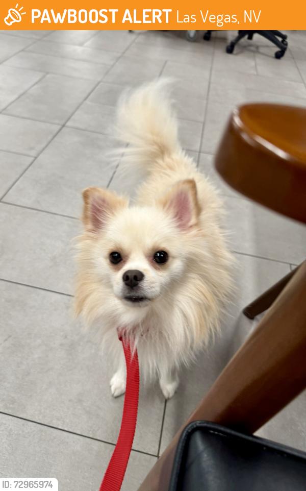 Found/Stray Male Dog last seen Gowan and El Capitan, Las Vegas, NV 89129