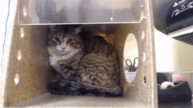 Shelter Stray Unknown Cat last seen Near BLOCK W 79TH WAY, DENVER, CO, 80221, Denver, CO 80223