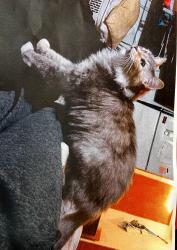 Lost Female Cat last seen Stop 11 Rd and Sherman Dr. , Indianapolis, IN 46237