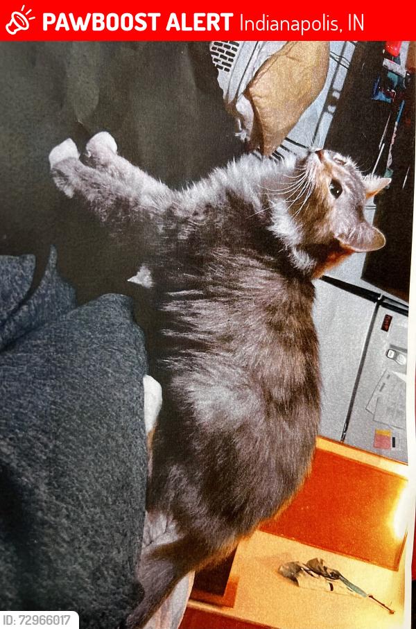 Lost Female Cat last seen Stop 11 Rd and Sherman Dr. , Indianapolis, IN 46237