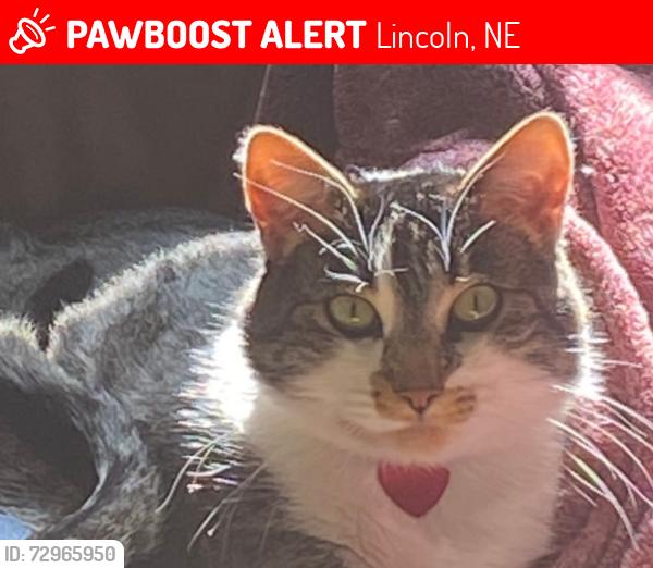 Lost Female Cat last seen 57th and Colby Lincoln Ne, Lincoln, NE 68505