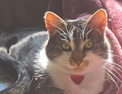 Lost Female Cat last seen 57th and Colby Lincoln Ne, Lincoln, NE 68505