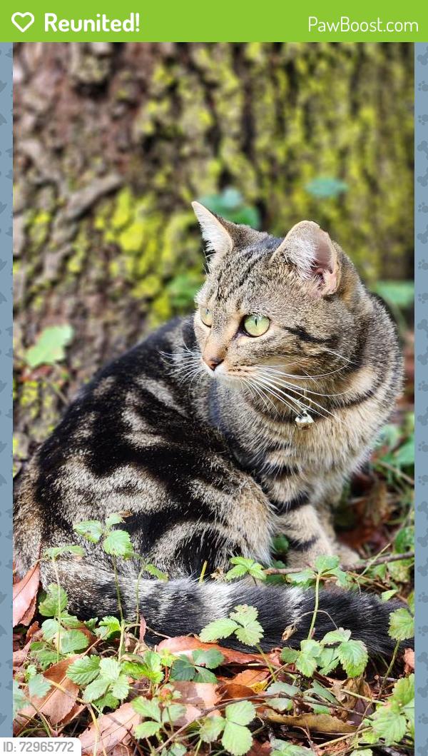 Reunited Female Cat last seen Lost off hwy 601 near Hunters Farm, Boonville, NC 27011
