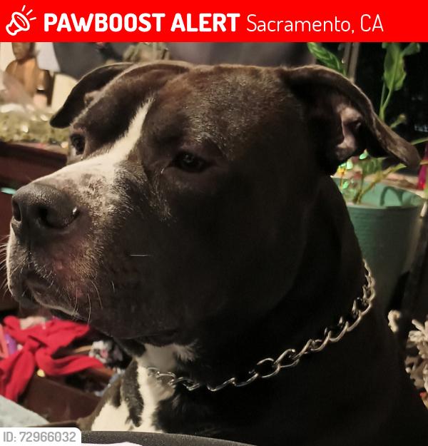 Lost Male Dog last seen Rio Linda and main, Sacramento, CA 95838