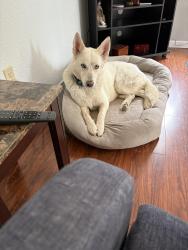Lost Female Dog last seen Little River, Sacramento, CA 95831
