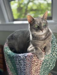 Lost Male Cat last seen Crestview St and Natchez, Knoxville, TN 37915
