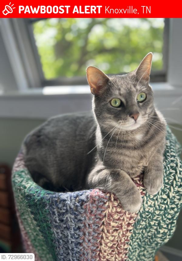 Lost Male Cat last seen Crestview St and Natchez, Knoxville, TN 37915