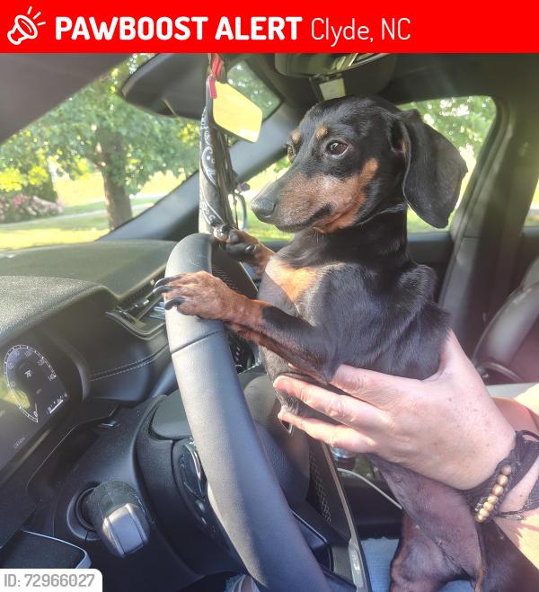 Lost Female Dog last seen DMV Clyde NC, Clyde, NC 28721