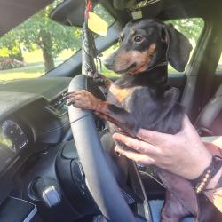 Lost Female Dog last seen DMV Clyde NC, Clyde, NC 28721
