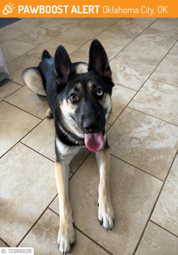 Found/Stray Female Dog last seen Nw expressway, wilshire. Found at target. , Oklahoma City, OK 73139