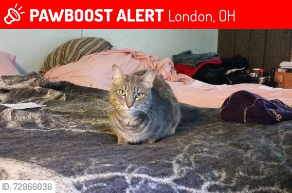 Lost Male Cat last seen Gramhan and 56, London, OH 43140