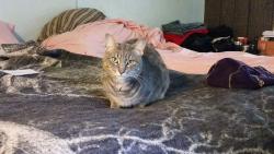 Lost Male Cat last seen Gramhan and 56, London, OH 43140
