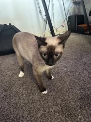 Lost Female Cat last seen Pepper dr, El Cajon, CA 92021