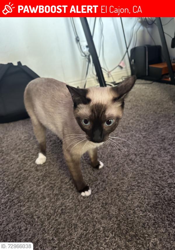 Lost Female Cat last seen Pepper dr, El Cajon, CA 92021
