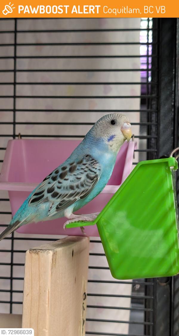 Found/Stray Unknown Bird last seen Glen and Johnson, Coquitlam, BC V3B