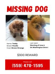 Lost Male Dog last seen Washington st , Le Grand, CA 95333