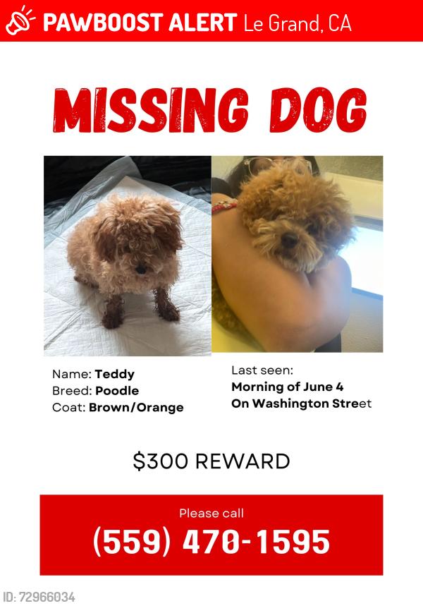 Lost Male Dog last seen Washington st , Le Grand, CA 95333