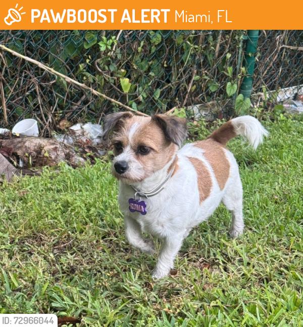 Found/Stray Female Dog last seen biscayne 112 apmts, Miami, FL 33181