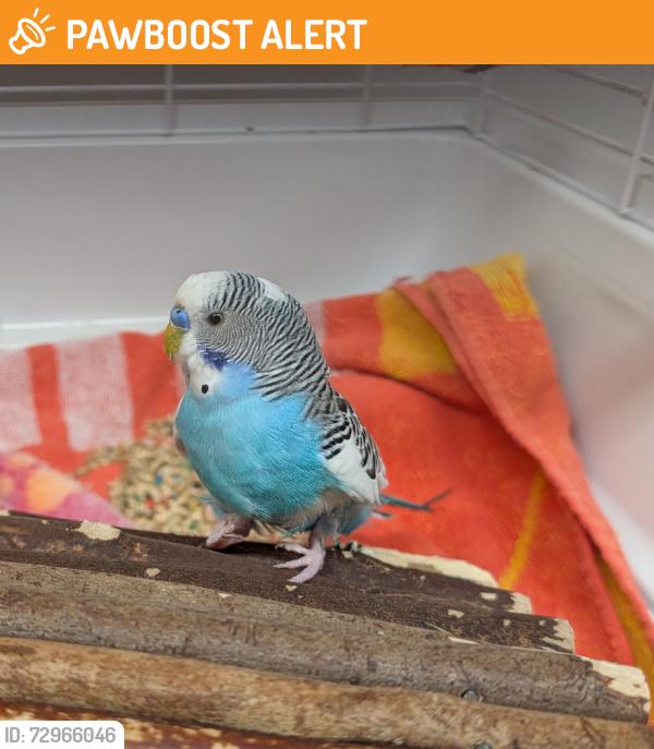 Surrendered Unknown Bird last seen Greystone and Timbercrest, Port Moody, BC V3H 4T5