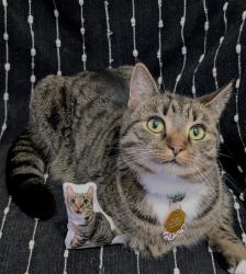 Lost Female Cat last seen Brackley Drive in Movie theatre , Brackley Beach, PE C1E 0Z9