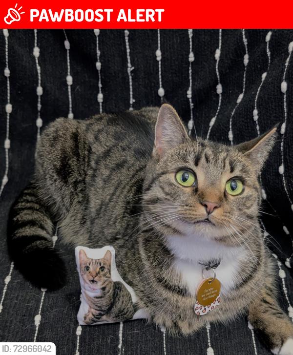 Lost Female Cat last seen Brackley Drive in Movie theatre , Brackley Beach, PE C1E 0Z9
