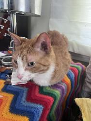 Reunited Male Cat last seen vinton court , Stoneham, MA 02180