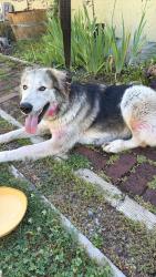 Found/Stray Unknown Dog last seen Near and Rollins lake road, Colfax, CA 95713