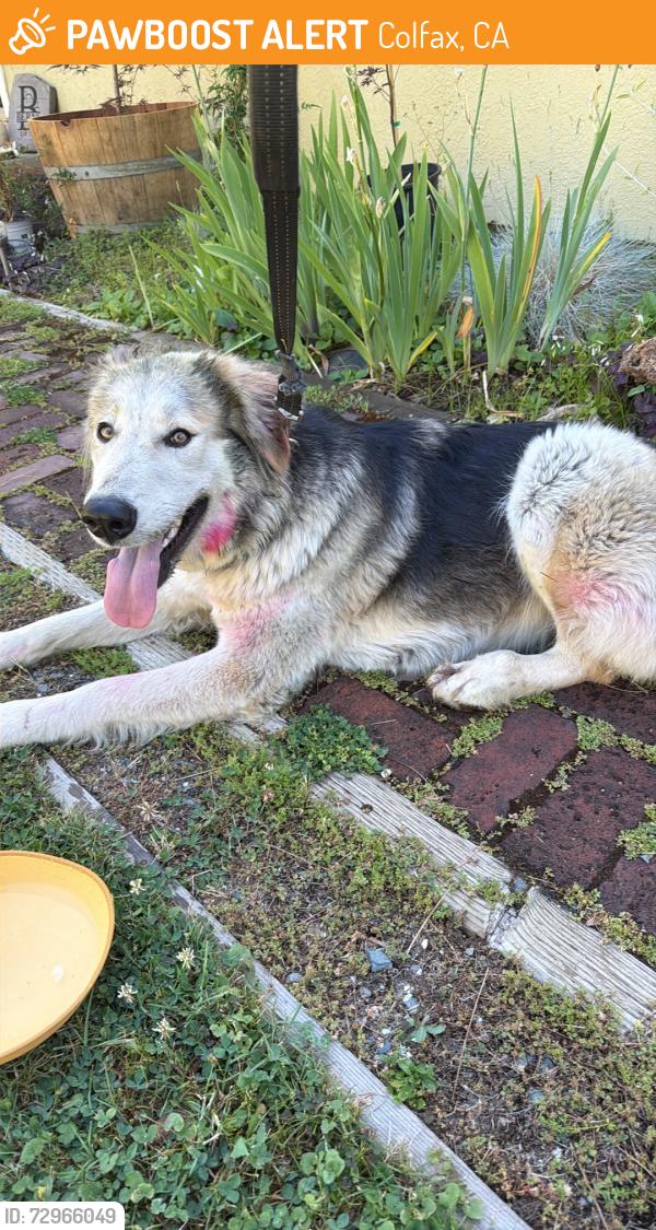 Found/Stray Unknown Dog last seen Near and Rollins lake road, Colfax, CA 95713