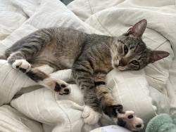 Found/Stray Female Cat last seen citgo parking lot , Hartford, CT 06120