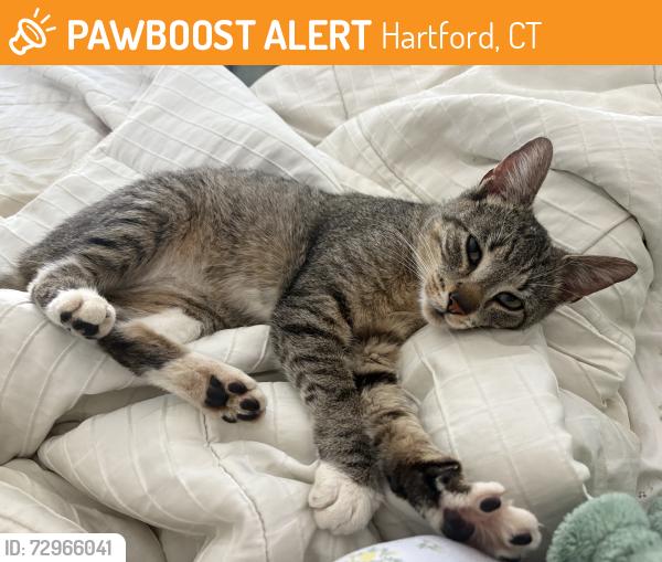 Found/Stray Female Cat last seen citgo parking lot , Hartford, CT 06120