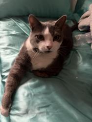 Lost Female Cat last seen Lansdowne Road, Bond shopping center, Bond park, Upper Darby Township, PA 19082