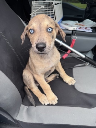 Shelter Stray Male Dog last seen Round Rock, TX 78665, Georgetown, TX 78626