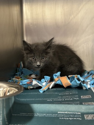 Shelter Stray Unknown Cat last seen Round Rock, TX 78664, Georgetown, TX 78626