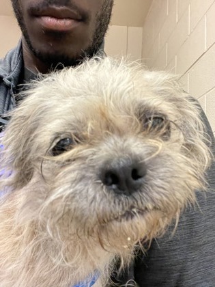Shelter Stray Female Dog last seen DeSoto, TX 75115, Cedar Hill, TX 75104