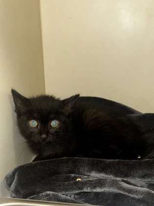 Shelter Stray Female Cat last seen Near Montreal Creek Circle 11 Clarkston, 30021, 30021, GA, Atlanta, GA 30341