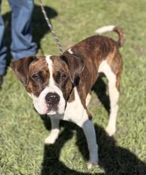 Shelter Stray Male Dog last seen Near SHALLOWFORD RD EASLEY, SC 29640, PICKENS COUNTY, SC, Pickens, SC 29671