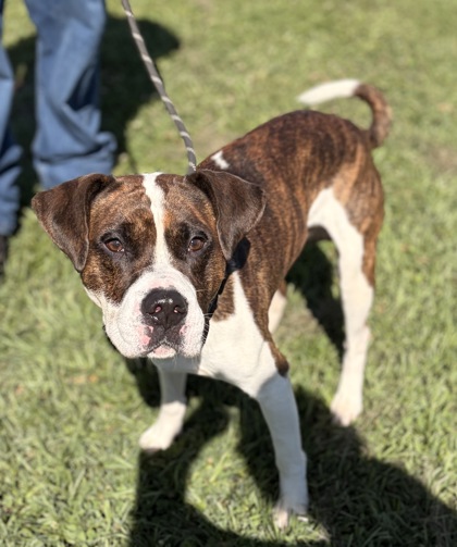 Shelter Stray Male Dog last seen Near SHALLOWFORD RD EASLEY, SC 29640, PICKENS COUNTY, SC, Pickens, SC 29671