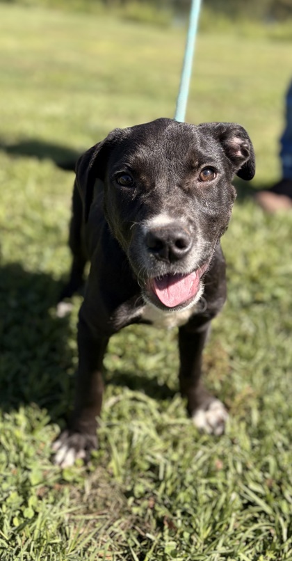 Shelter Stray Female Dog last seen Near MCCONNELL RD MARIETTA, SC 29661, PICKENS COUNTY, SC, Pickens, SC 29671