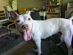 Shelter Stray Female Dog last seen Indiana & E 75th St, KCMO, 64132, 64132, MO, Kansas City, MO 64132