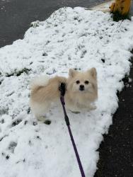 Lost Male Dog last seen the four stop, near a convenience store , Seattle, WA 98118