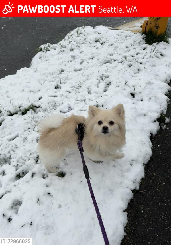 Lost Male Dog last seen the four stop, near a convenience store , Seattle, WA 98118