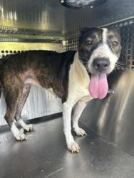 Shelter Stray Female Dog last seen , TX , Fort Worth, TX 76119
