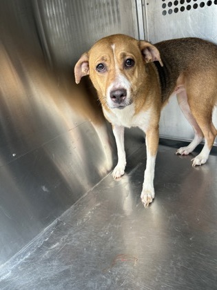 Shelter Stray Female Dog last seen , TX , Fort Worth, TX 76119