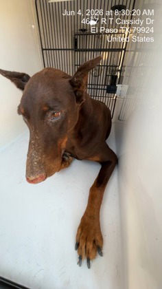 Shelter Stray Male Dog last seen El Paso, TX 79924, Fort Bliss, TX 79906