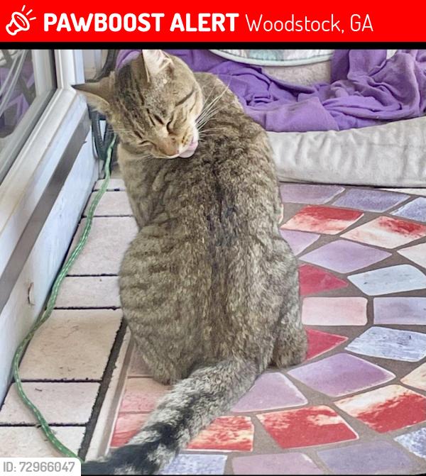 Lost Male Cat last seen East Cherokee , Woodstock, GA 30188