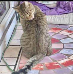 Lost Male Cat last seen East Cherokee , Woodstock, GA 30188