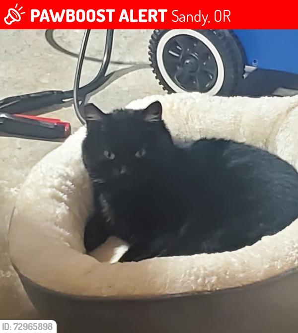 Lost Female Cat last seen Hyw 211, Sandy, OR 97009