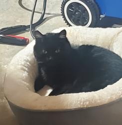 Lost Female Cat last seen Hyw 211, Sandy, OR 97009