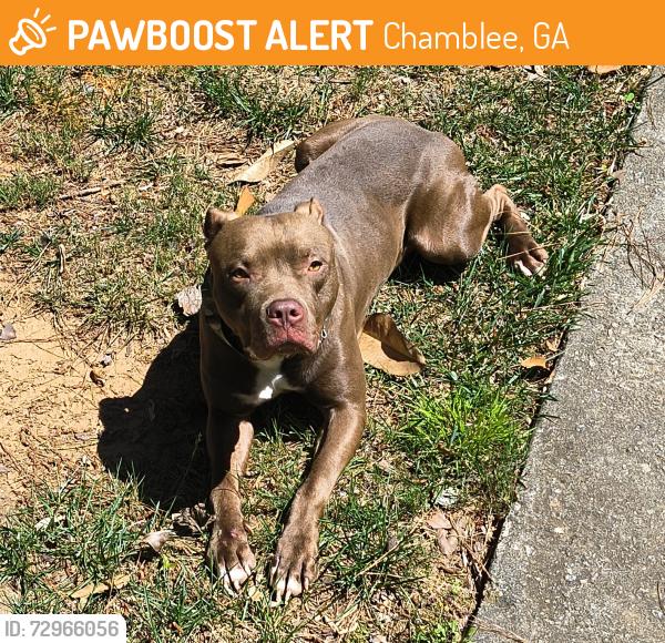 Found/Stray Male Dog last seen Henderson Mill Rd near 285, Chamblee, GA 30341