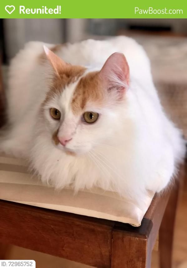 Reunited Male Cat last seen 3rd line and Upper middle road, Oakville, ON L6M 3H3